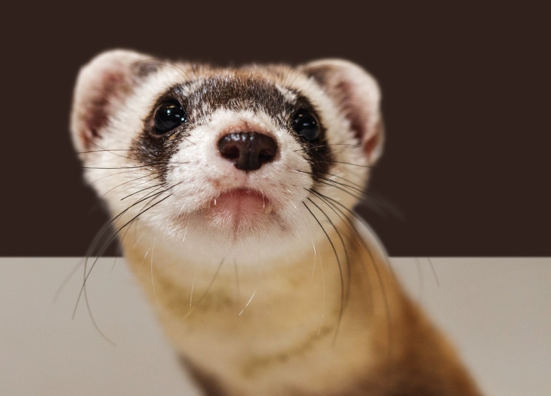 Ferret Fest 2026: A Celebration of the Endangered Black-Footed Ferret